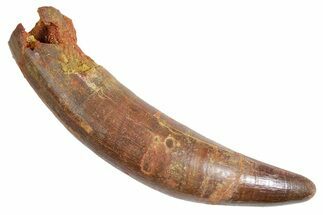 Huge, Rooted Fossil Crocodylomorph Tooth - Morocco #360443