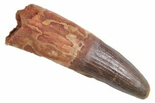 Spinosaurus Teeth For Sale
