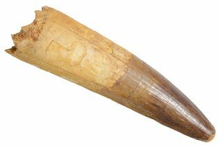 Spinosaurus Teeth For Sale