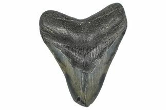 Fossil Megalodon Tooth - Georgia #338696