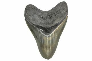 Serrated, Fossil Megalodon Tooth - Georgia #338701