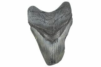 Bargain, , Fossil Megalodon Tooth - Georgia #338736