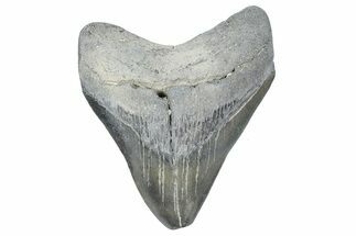 , Fossil Megalodon Tooth - Georgia #338741