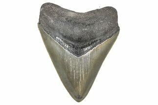 Serrated, Juvenile Megalodon Tooth - Georgia #338742