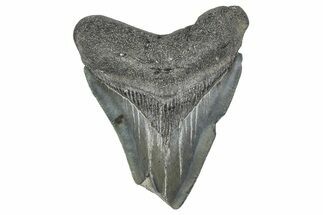 Bargain, Juvenile Megalodon Tooth - Georgia #338743