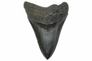 Serrated, Fossil Megalodon Tooth - South Carolina #346179