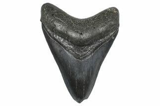 Fossil Megalodon Tooth - South Carolina #346183