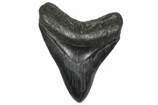 Fossil Megalodon Tooth - South Carolina #346189