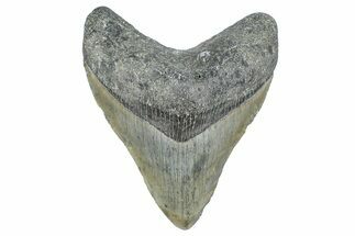 Fossil Megalodon Tooth - North Carolina #358930