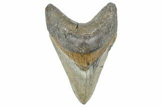 Fossil Megalodon Tooth - North Carolina #358931