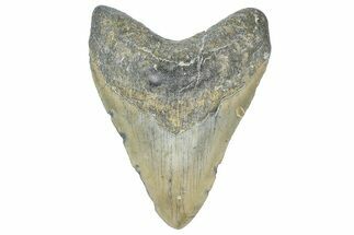 Fossil Megalodon Tooth - North Carolina #358938