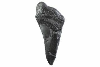 Partial Fossil Megalodon Tooth - South Carolina #332345
