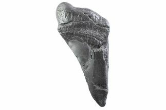 Partial Fossil Megalodon Tooth - South Carolina #332345
