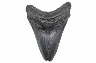 Fossil Megalodon Tooth - South Carolina #358967