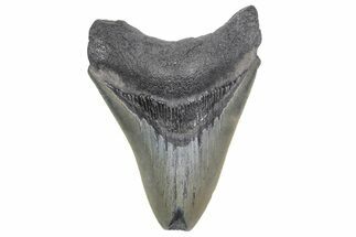 Fossil Megalodon Tooth - South Carolina #358973