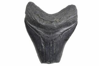 Bargain, Fossil Megalodon Tooth - South Carolina #358979