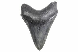 Fossil Megalodon Tooth - South Carolina #358989