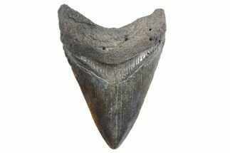 Fossil Megalodon Tooth - South Carolina #358992