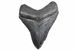 Fossil Megalodon Tooth - South Carolina #358998