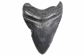 Bargain, Fossil Megalodon Tooth - South Carolina #358999