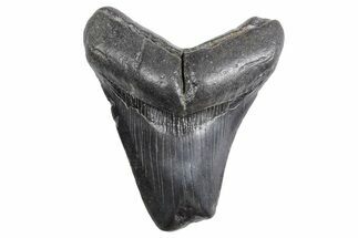 Bargain, Fossil Megalodon Tooth - South Carolina #359006