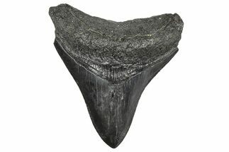 Juvenile Megalodon Tooth - South Carolina #359013
