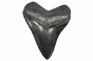 Serrated, Fossil Megalodon Tooth - South Carolina #359015