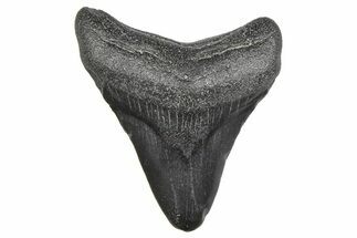 Juvenile Megalodon Tooth - South Carolina #359035