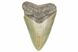 Juvenile Megalodon Tooth - North Carolina #359037