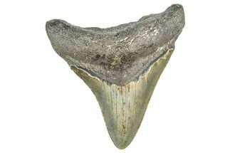 Serrated, Juvenile Megalodon Tooth - North Carolina #359039