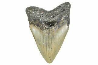 Juvenile Megalodon Tooth - North Carolina #359041