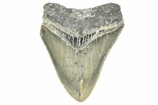 Serrated, Juvenile Megalodon Tooth - North Carolina #359043