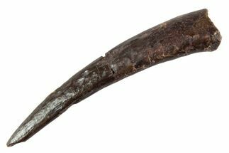Fossil Pterosaur (Siroccopteryx) Tooth - Morocco #359952
