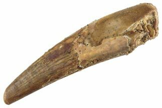 Fossil Pterosaur (Siroccopteryx) Tooth - Morocco #359962