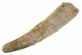 Fossil Pterosaur (Siroccopteryx) Tooth - Morocco #359987