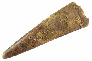 Fossil Pterosaur (Siroccopteryx) Tooth - Morocco #359990