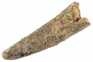 Fossil Pterosaur (Siroccopteryx) Tooth - Morocco #359993