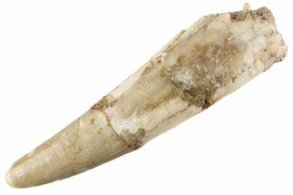 Bargain, Fossil Pterosaur (Siroccopteryx) Tooth - Morocco #359999
