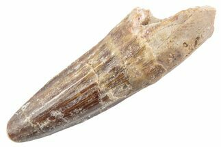 Fossil Spinosaurus Tooth - Real Dinosaur Tooth #360142