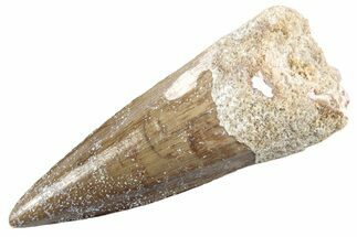 Fossil Spinosaurus Tooth - Nice Tip #360154