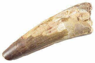 Fossil Spinosaurus Tooth - Real Dinosaur Tooth #360172