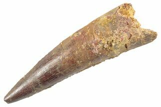 Fossil Spinosaurus Tooth - Real Dinosaur Tooth #360180