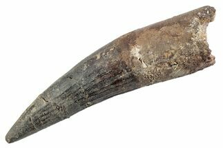 Fossil Spinosaurus Tooth - Real Dinosaur Tooth #360188