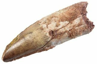 Fossil Spinosaurus Tooth - Real Dinosaur Tooth #360193