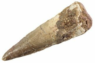 Fossil Spinosaurus Tooth - Real Dinosaur Tooth #360194