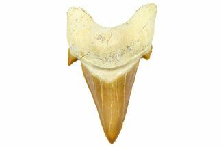 Fossil Shark Tooth (Otodus) - Morocco #353501