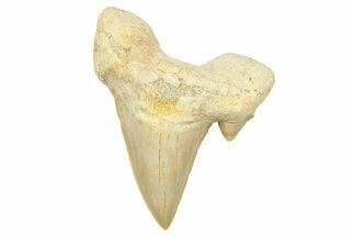 Fossil Shark Tooth (Otodus) - Morocco #353504
