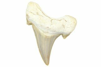 Fossil Shark Tooth (Otodus) - Morocco #353510