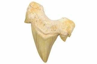 Fossil Shark Tooth (Serratolamna) - Morocco #353518