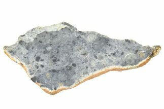 Lunar Meteorite ( g) Slice - Bechar #360567